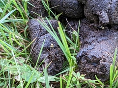 Ontholestes cingulatus