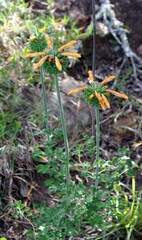 Leonotis ocymifolia