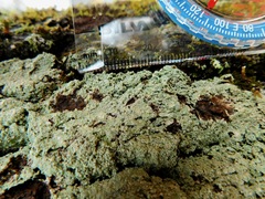 Coccotrema cucurbitula