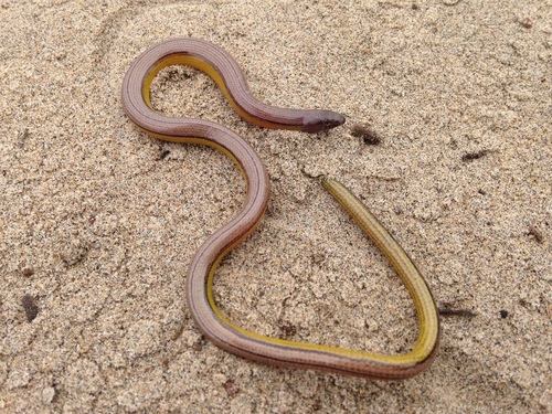 San Diegan Legless Lizard