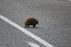 Tachyglossus aculeatus setosus