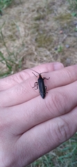 Pyractonema
