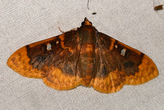 Polygrammodes multifenestrata