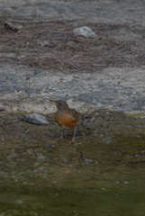 Turdus chrysolaus