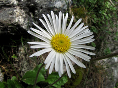 Aster bellidiastrum