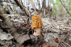 Verpa bohemica