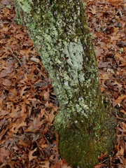 Coccotrema cucurbitula