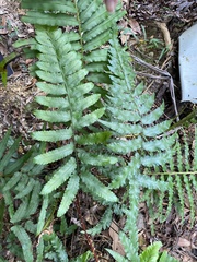 Microlepia marginata bipinnata