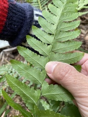 Microlepia marginata bipinnata
