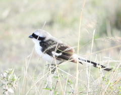 Lanius excubitoroides