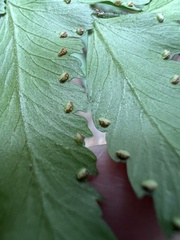 Microlepia marginata bipinnata