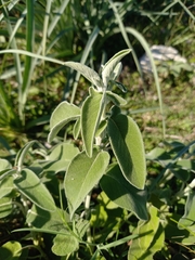 Salvia fruticosa