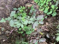 Achyranthes