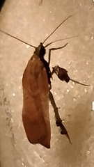 Chrysauginae