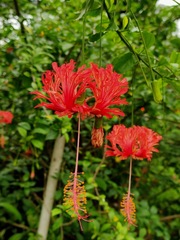 Hibiscus schizopetalus