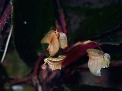 Begonia truncatifolia