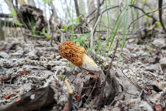 Verpa bohemica