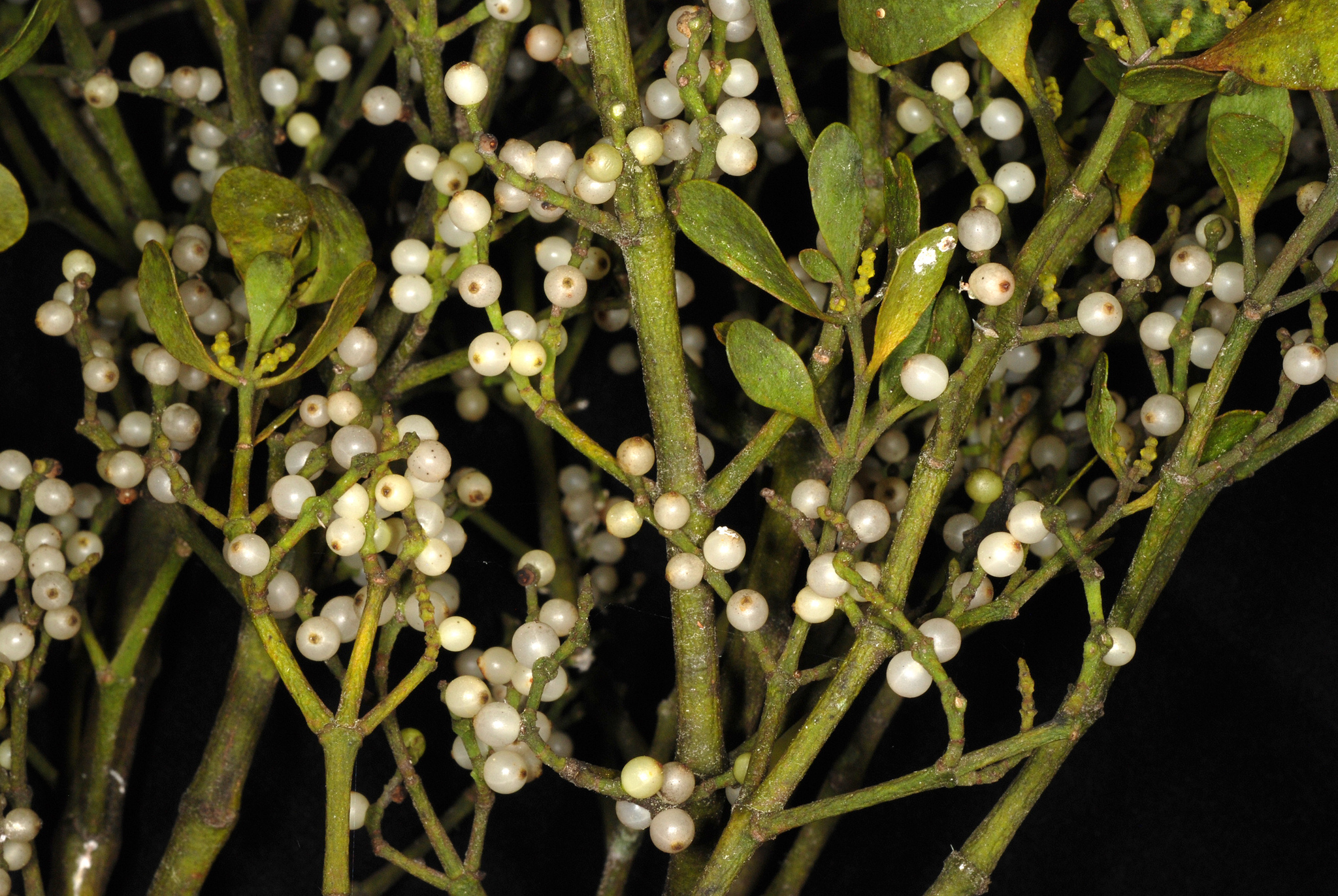 Santalaceae