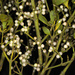 Mistletoes - Photo (c) Douglas Goldman, some rights reserved (CC BY-NC), uploaded by Douglas Goldman