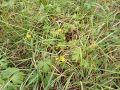Ranunculus propinquus