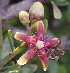 Periploca laevigata