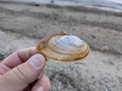 Utterbackiana implicata