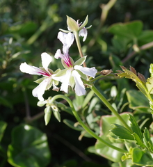 Pelargonium peltatum