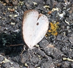 Neopithecops zalmora zalmora