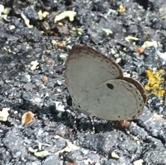 Neopithecops zalmora zalmora