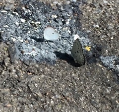 Neopithecops zalmora zalmora