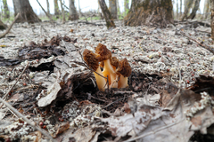 Verpa bohemica