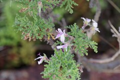 Pelargonium radens