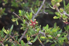 Periploca laevigata