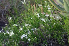 Jasminum angulare