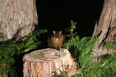 Trichosurus vulpecula fuliginosus
