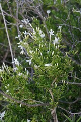 Jasminum angulare