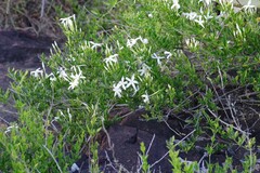 Jasminum angulare