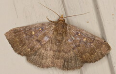 Calesia xanthognatha