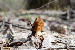 Verpa bohemica