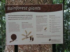 Agathis microstachya