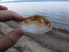 Utterbackiana implicata