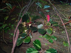 Begonia truncatifolia
