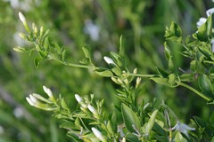 Jasminum angulare
