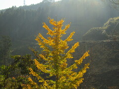 Ginkgo biloba