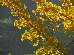 Ginkgo biloba