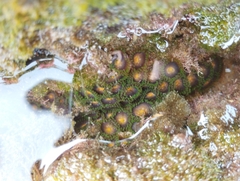 Zoanthus sansibaricus