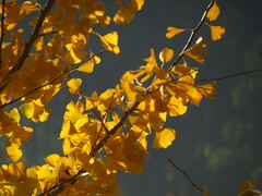 Ginkgo biloba