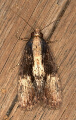 Catephia squamosa