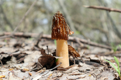 Verpa bohemica