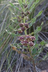 Pachycarpus concolor